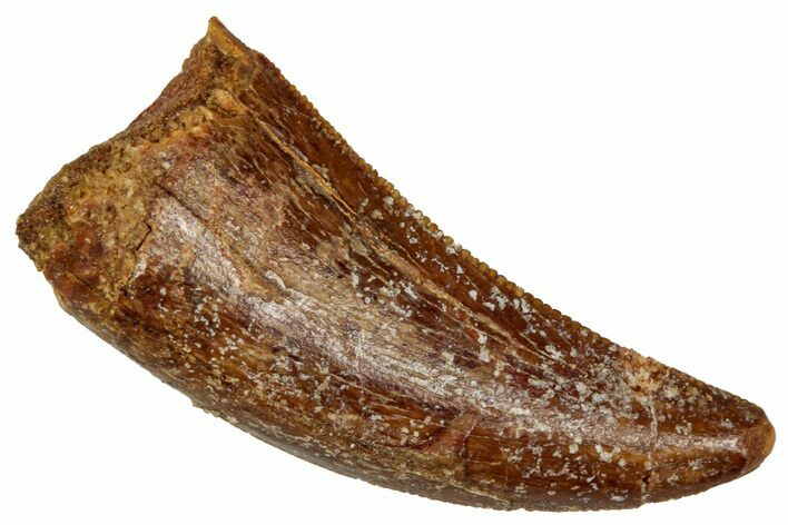 Serrated, Theropod (Deltadromeus?) Pre-Max Tooth - Morocco #341240